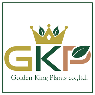 goldenkingplant